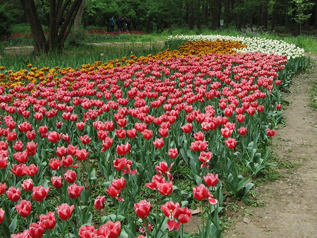 20120418_tulip01_s.jpg