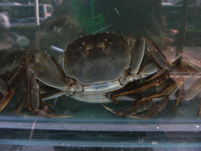 crab_s.jpg