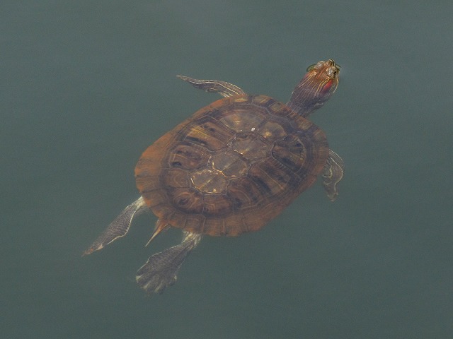 turtle_s.jpg